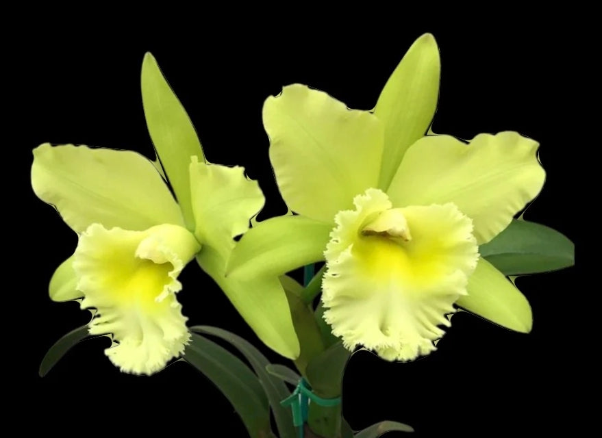 Rlc Prada Green Deluxe 'NN' near blooming size fragrant green cattleya clone.