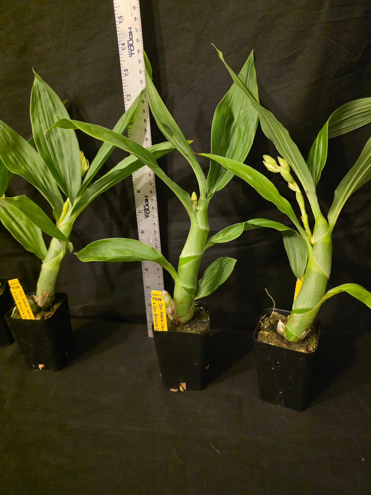 Cycnoches Alexis Jesus Pardo x cyc Browns Choice. Blooming size cycnoches hybrid.