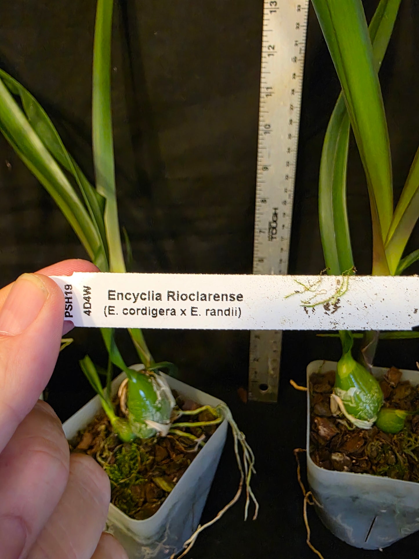 Encyclia Rioclarense (cordigera x randii) near bloomimg size Encyclia orchid hybrid. Multiple highly fragrant blooms.
