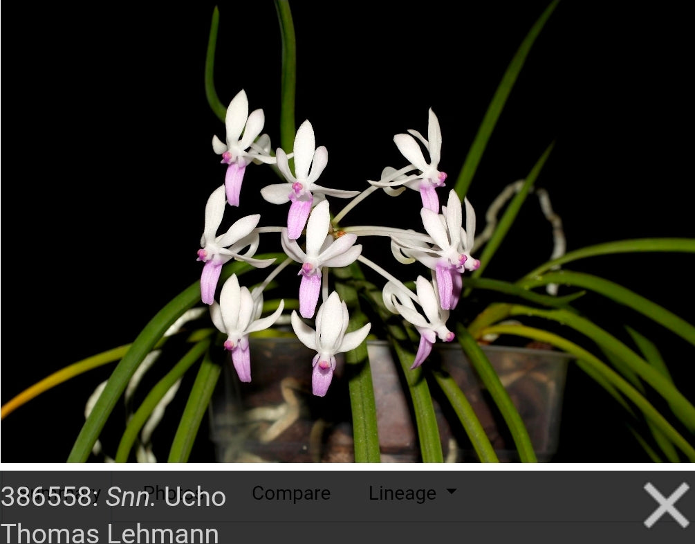 Seidenanda Ucho near blooming size vanda orchid hybrid. Vanda falcata x Seidenfadenia migrate compact vandaceous orchid