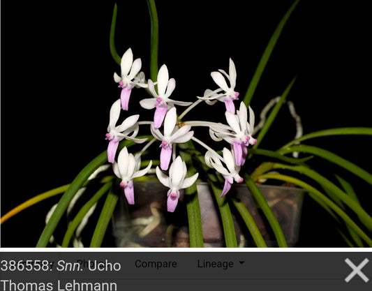 Seidenanda Ucho near blooming size vanda orchid hybrid. Vanda falcata x Seidenfadenia migrate compact vandaceous orchid