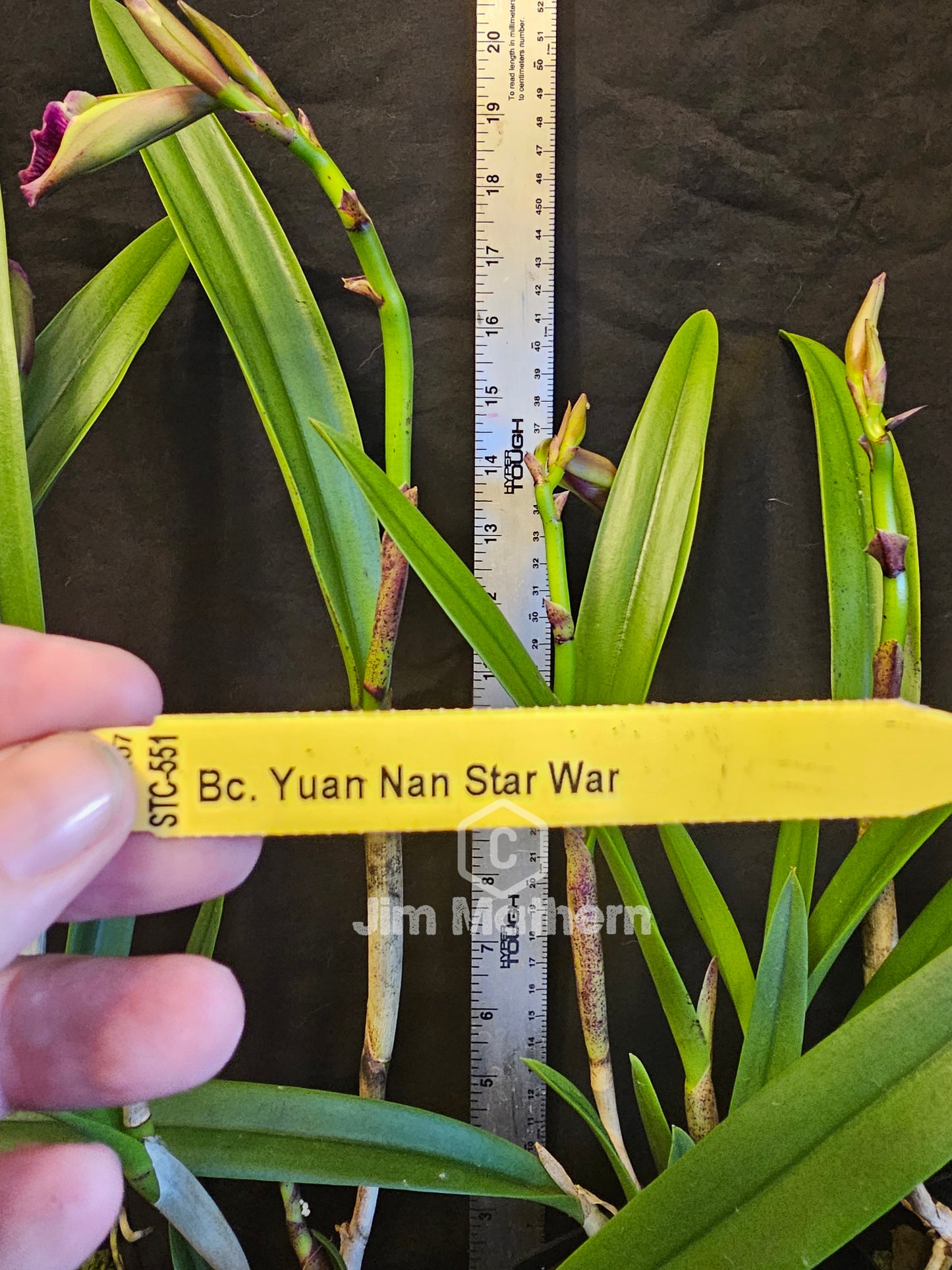 Bc Yuan Nan Star War (Cattleya Mem. Robert Strait × Brassocattleya Wonder Star)