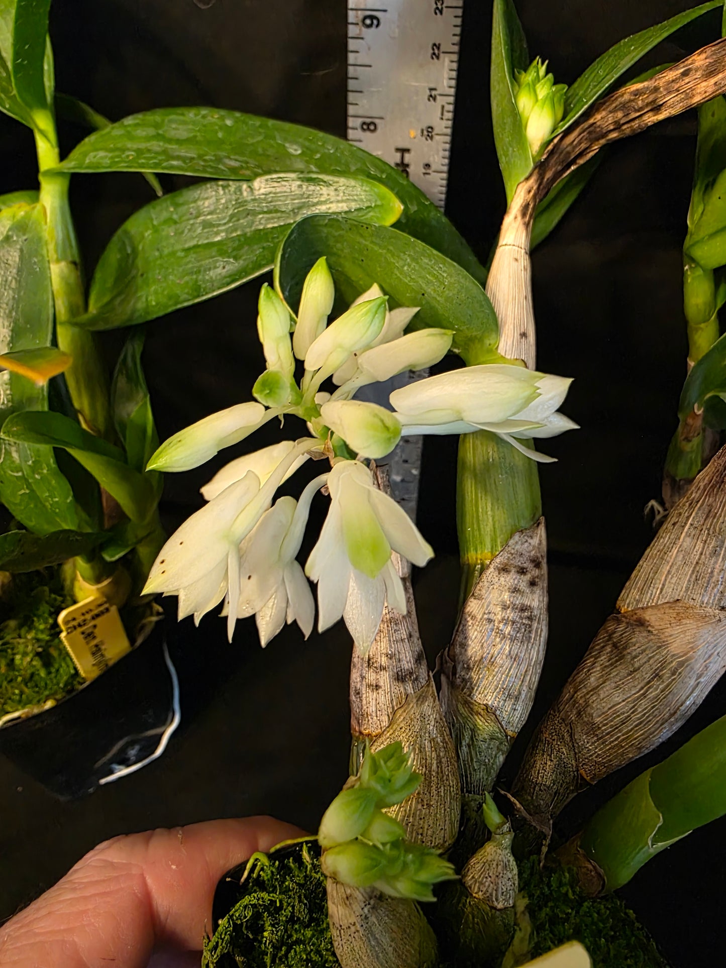 Dendrobium Hsinying Smile 'Mont Blanc' blooming size Dendrobium orchid clone unique beautiful blooms