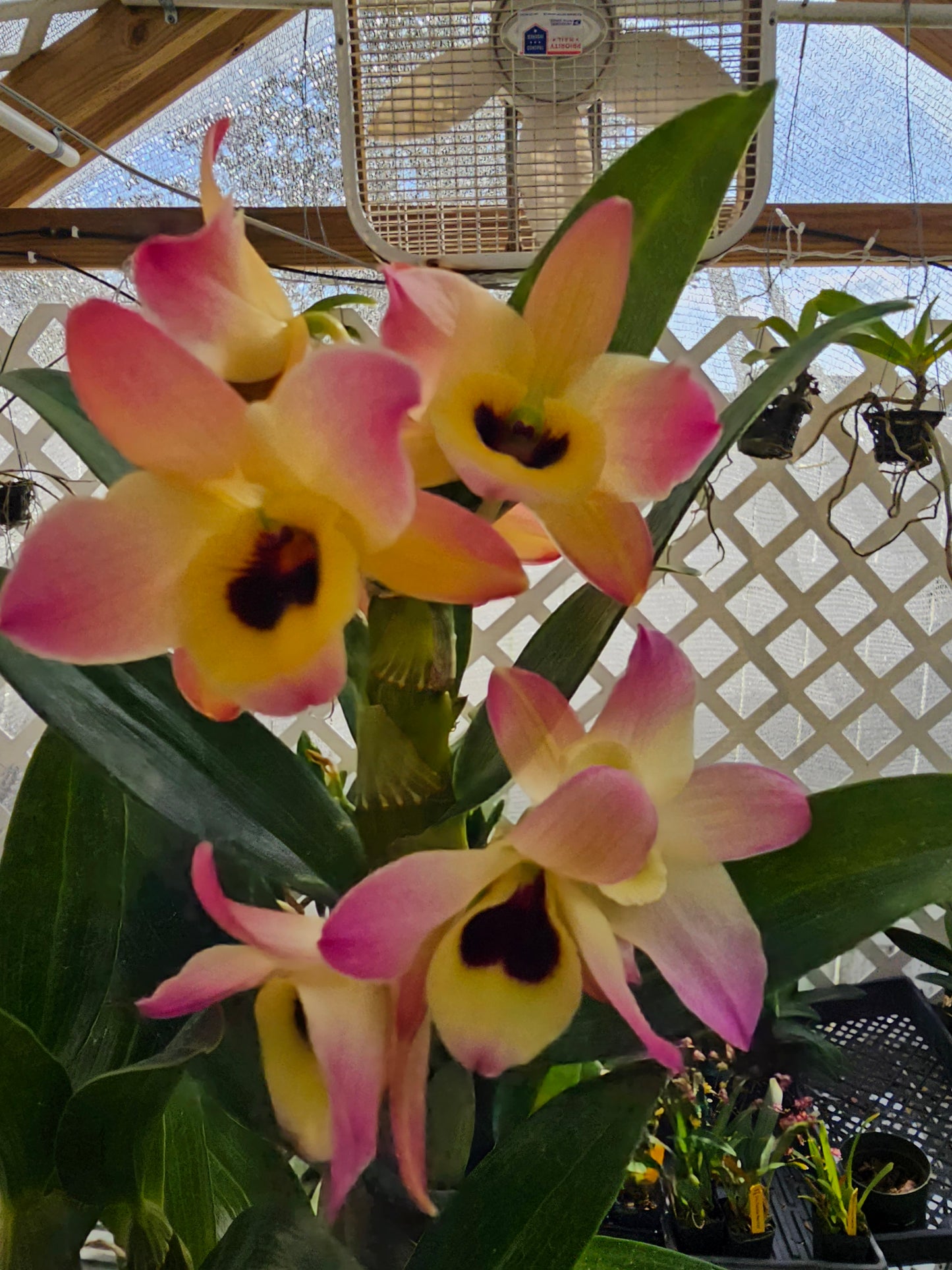 Dendrobium Oriental Smile 'Butterfly'