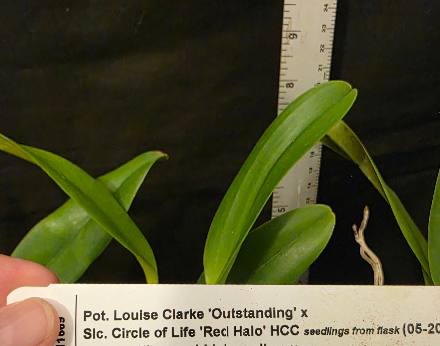 Pot Louise Clark x Slc Circle of Life. Blooming size compact cattleya.