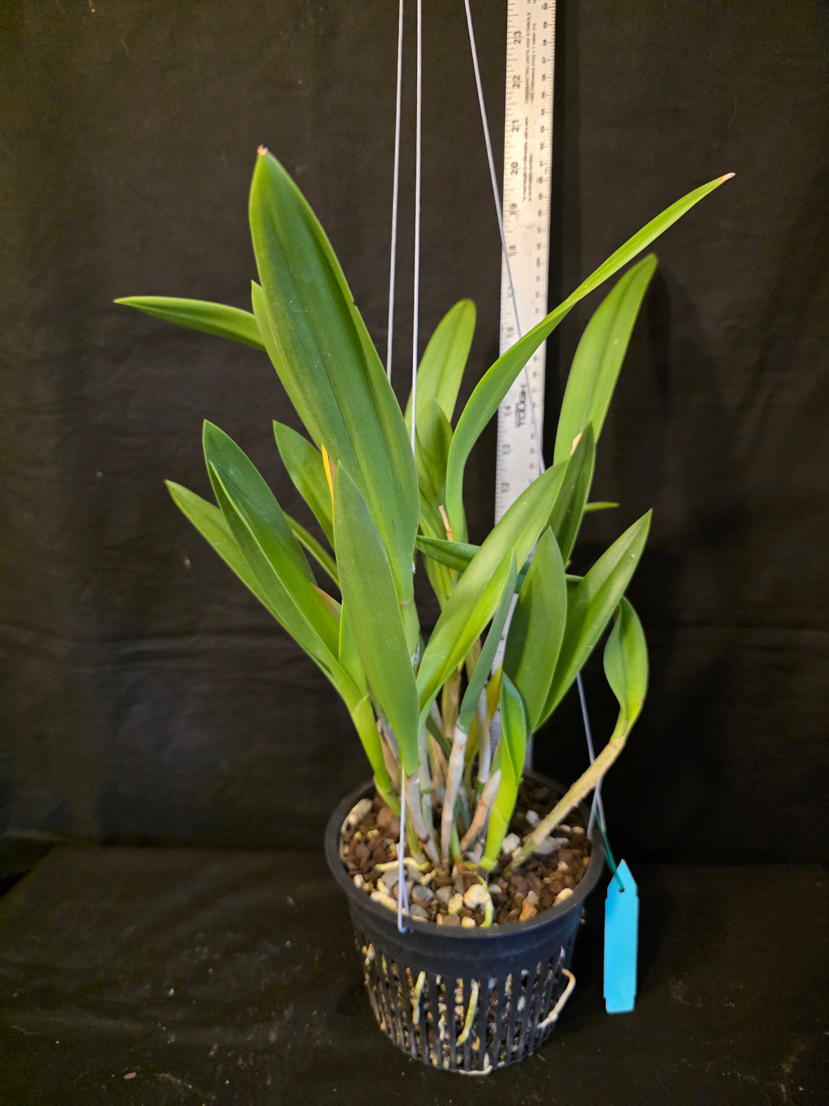 Bc Maikai 'Louise' AM/AOS bloom size divisions 6" basket #1