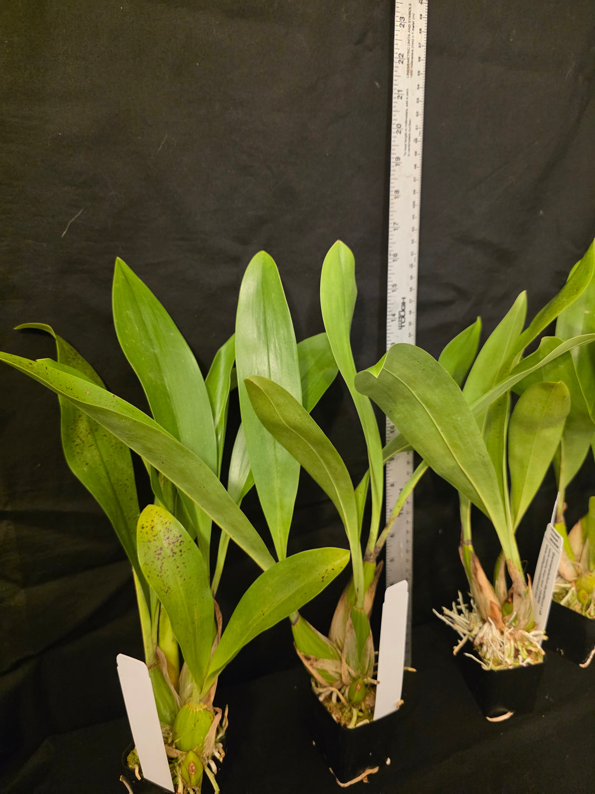 Grammatophyllum stapeliiflorum near blooming size rare orchid species