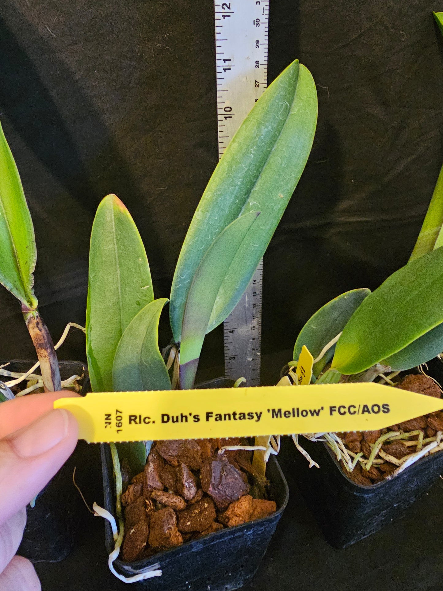 Rlc Duh's Fantasy 'Mellow' FCC/AOS Near blooming size cattleya orchid clone. Highest award