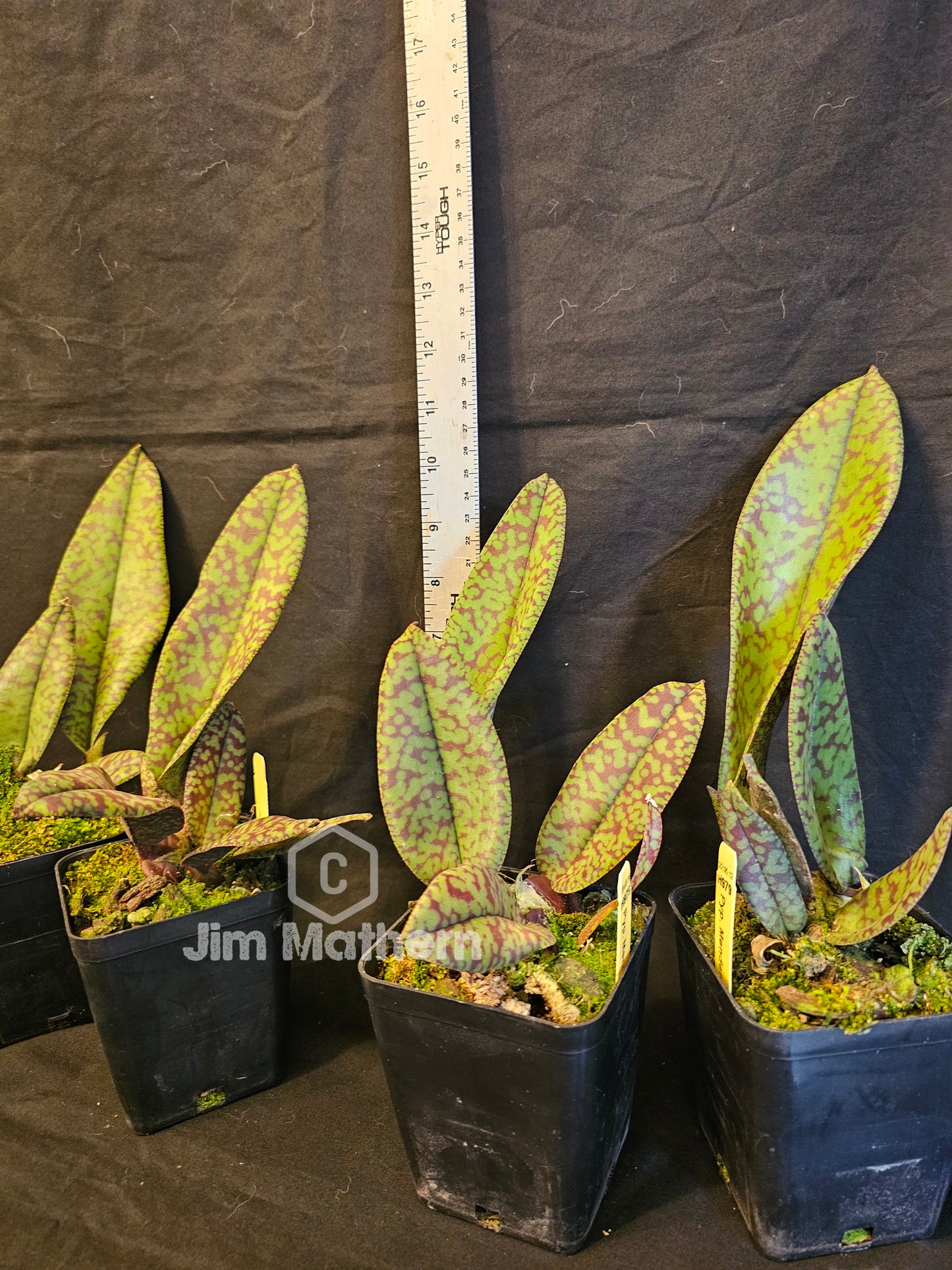 Psychopsis Mendenhall 'Hildos' AM/AOS. Blooming size unique orchid clone. Mottled red and green leaves