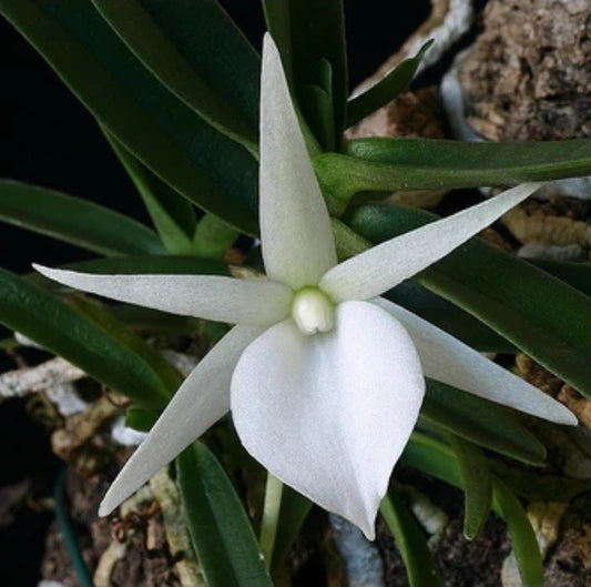Angraecum rutenbergianum near blooming size miniature Angraecum orchid species. Fragrant.
