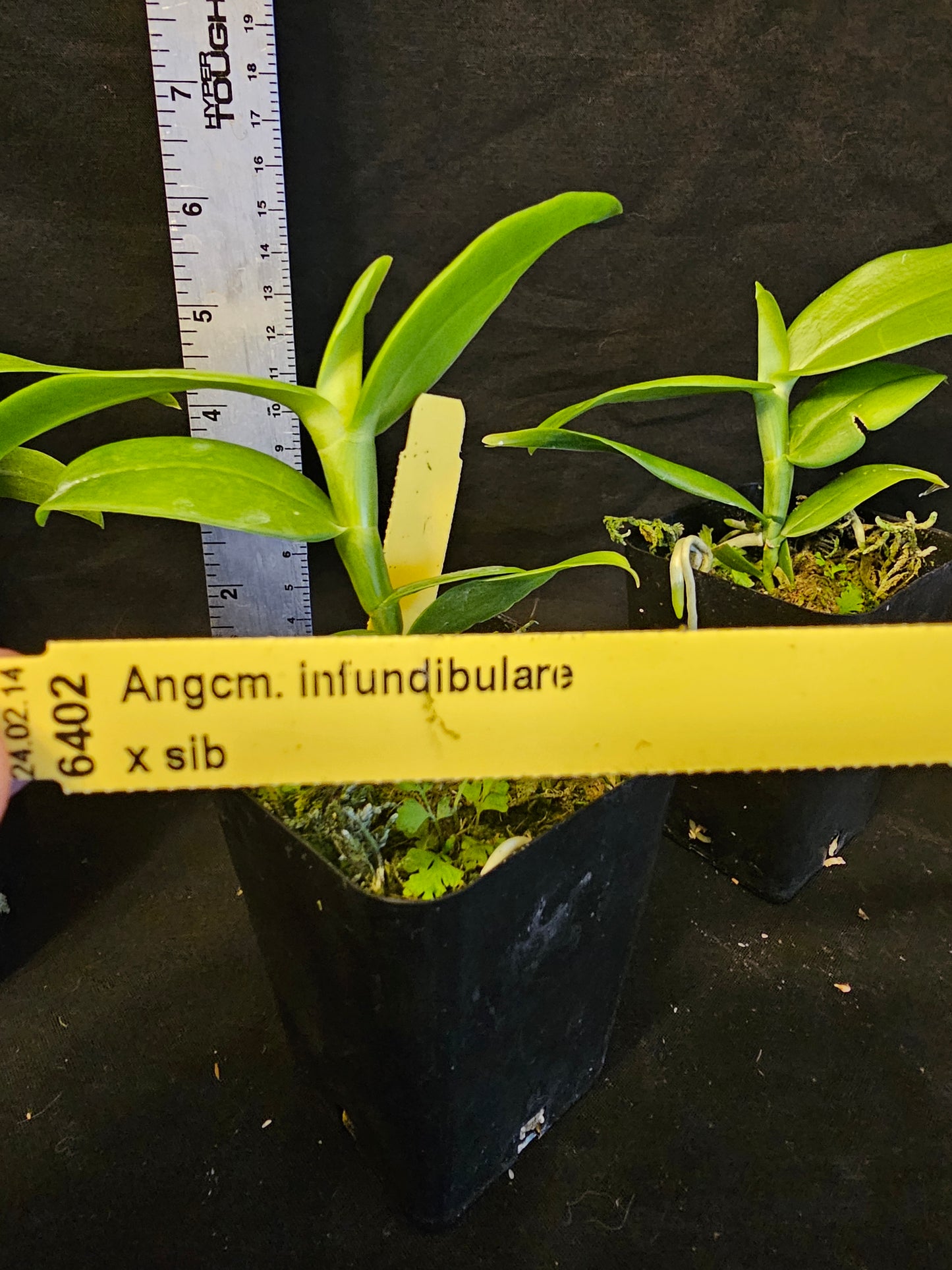 Angraecum infundibulaire non bloom size rare Angraecum orchid species. Large blooms