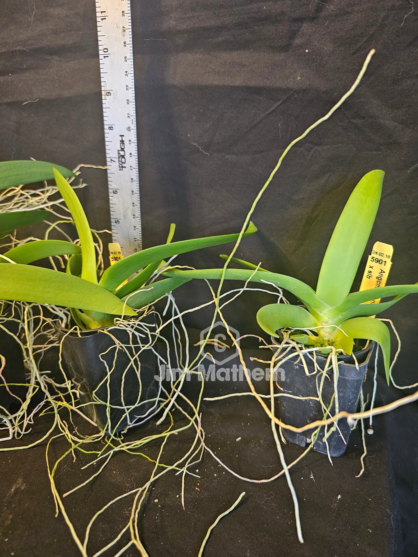 Angraecum leonis