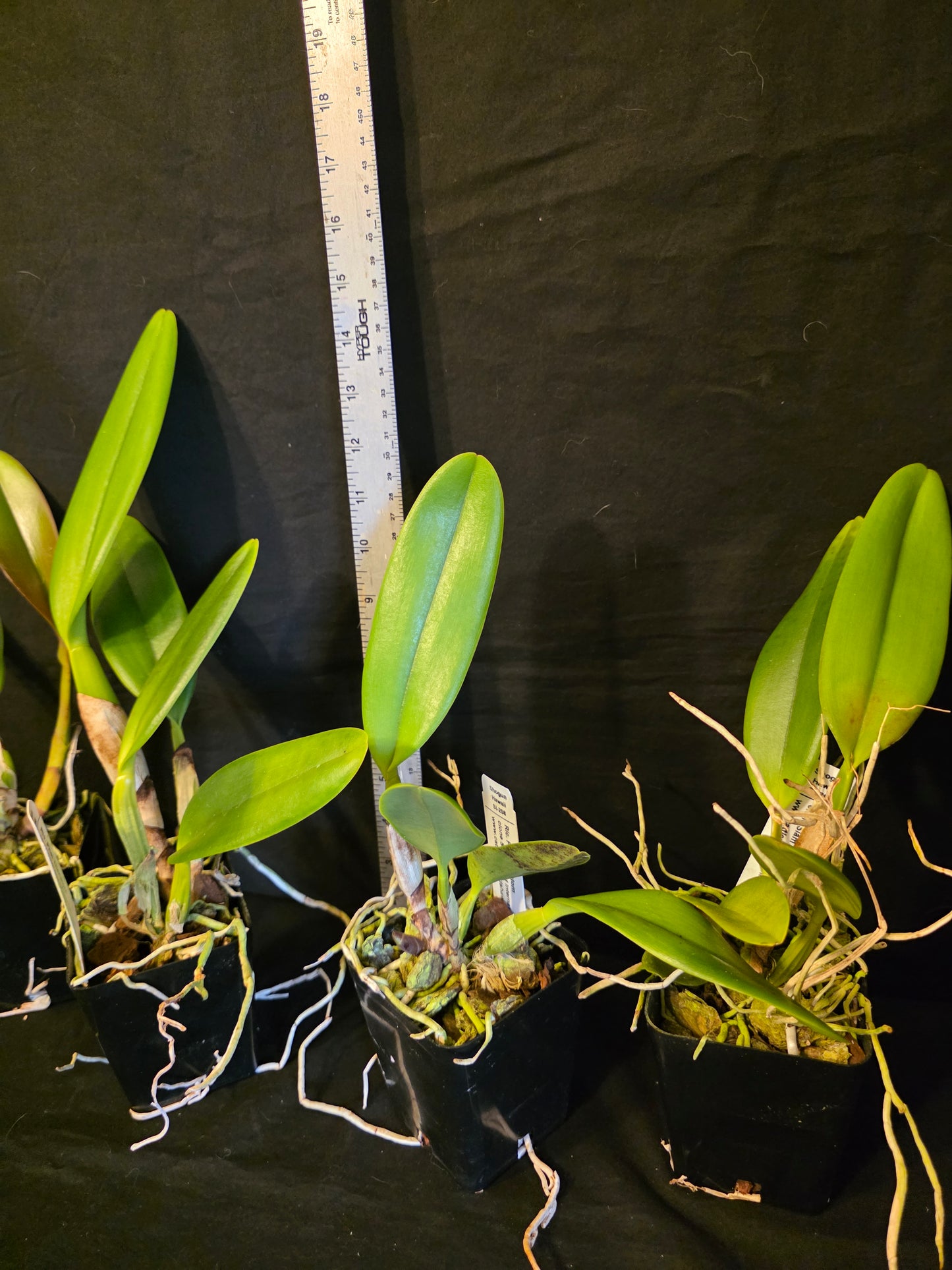 Rlc Phet Thanatorn near blooming size cattleya clones. Large fragrant blooms