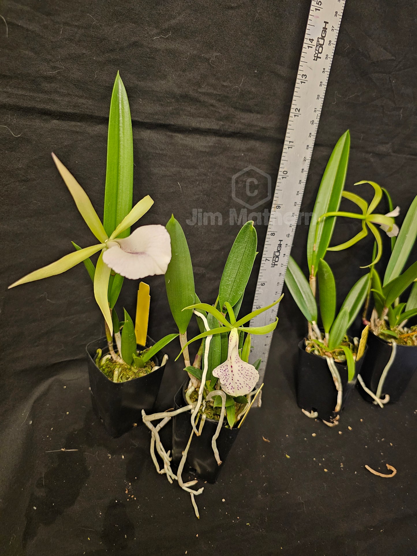 Bc Moi (Cattleya Facelis x Brassavola nodosa) Blooming size nodosa orchid hybrid