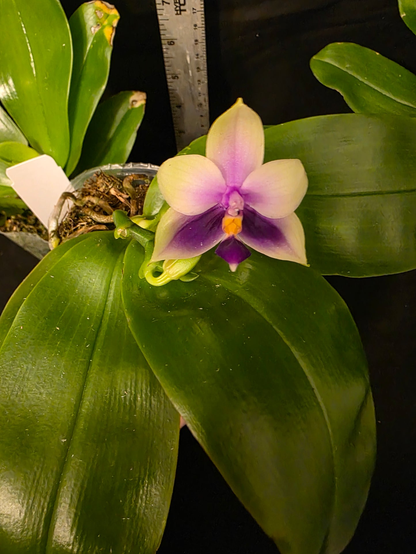 Phalaenopsis bellina var coerulea. Blooming size orchid species. Fragrant