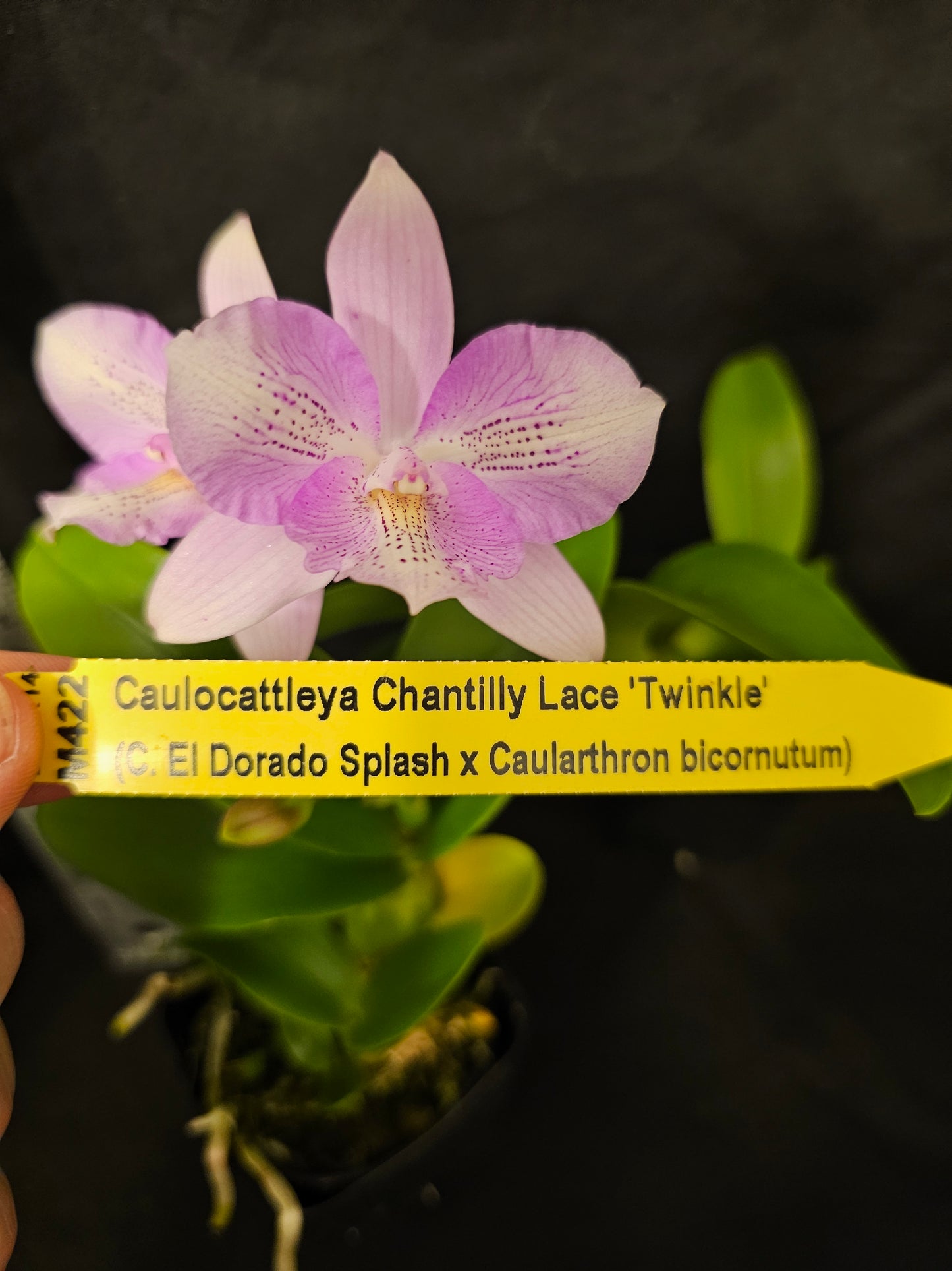 Caulocattleya Chantilly Lace 'Twinkle' blooming size compact cattleya clone. Fragrant and beautiful.