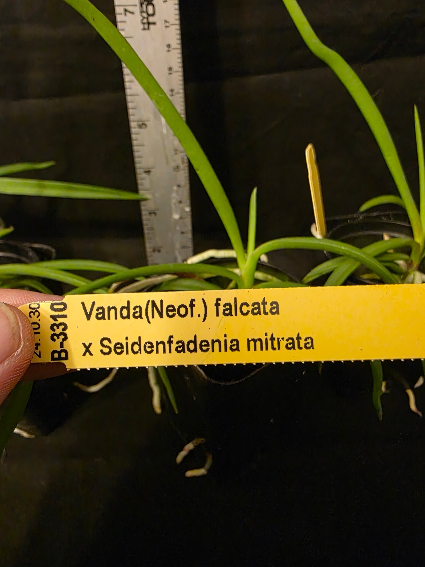 Seidenanda Ucho near blooming size vanda orchid hybrid. Vanda falcata x Seidenfadenia migrate compact vandaceous orchid