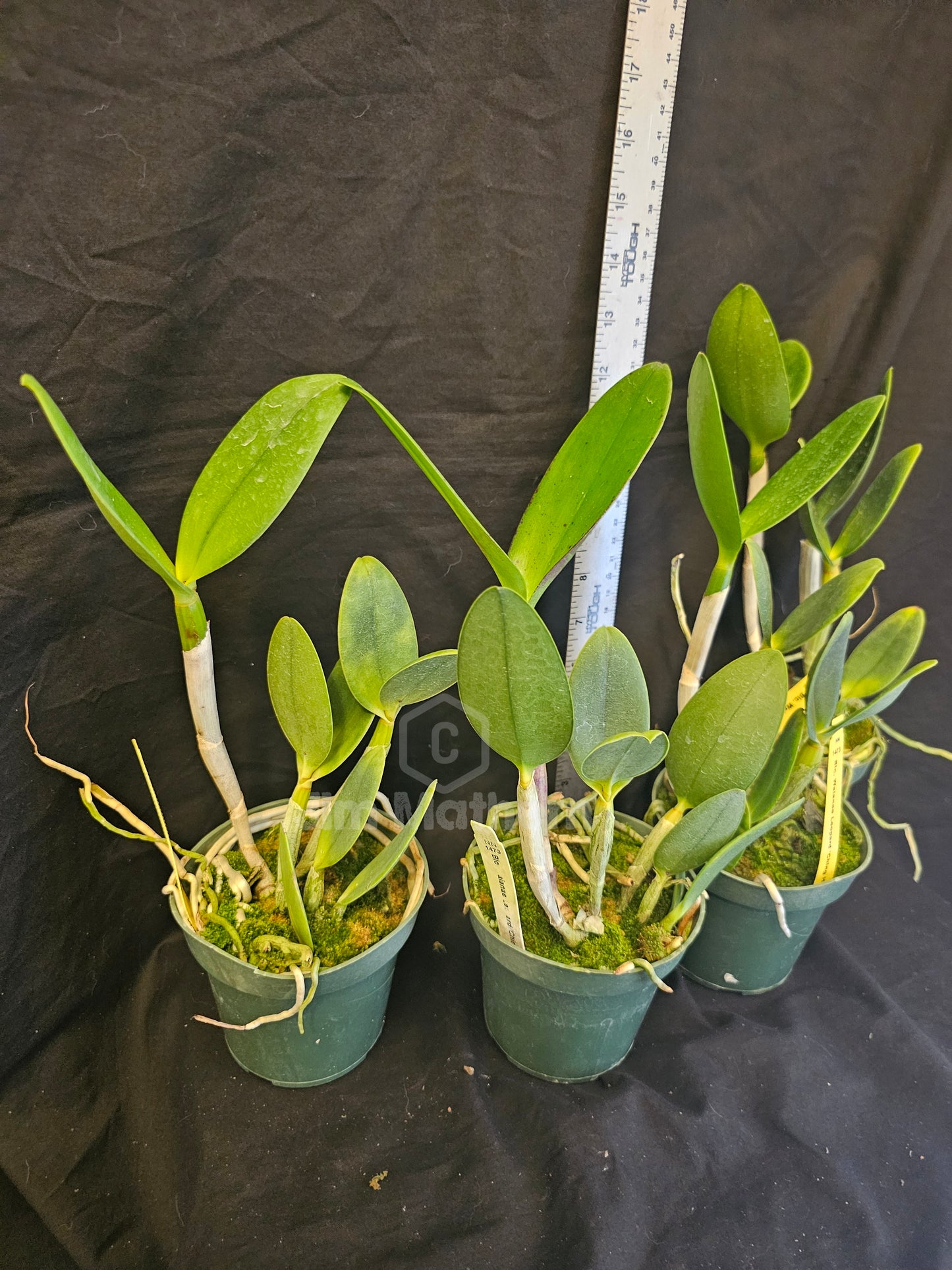 4" pot C. Waianae Leopard 'Ching Hua' (Rhyncholaeliocattleya Peach Cobbler × Cattleya Penny Kuroda)