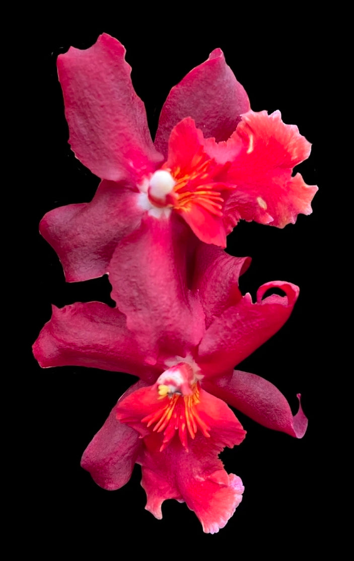 Wilsonara Aloha Kapoho. In Spike Blooming size intergeneric oncidium orchid clone.