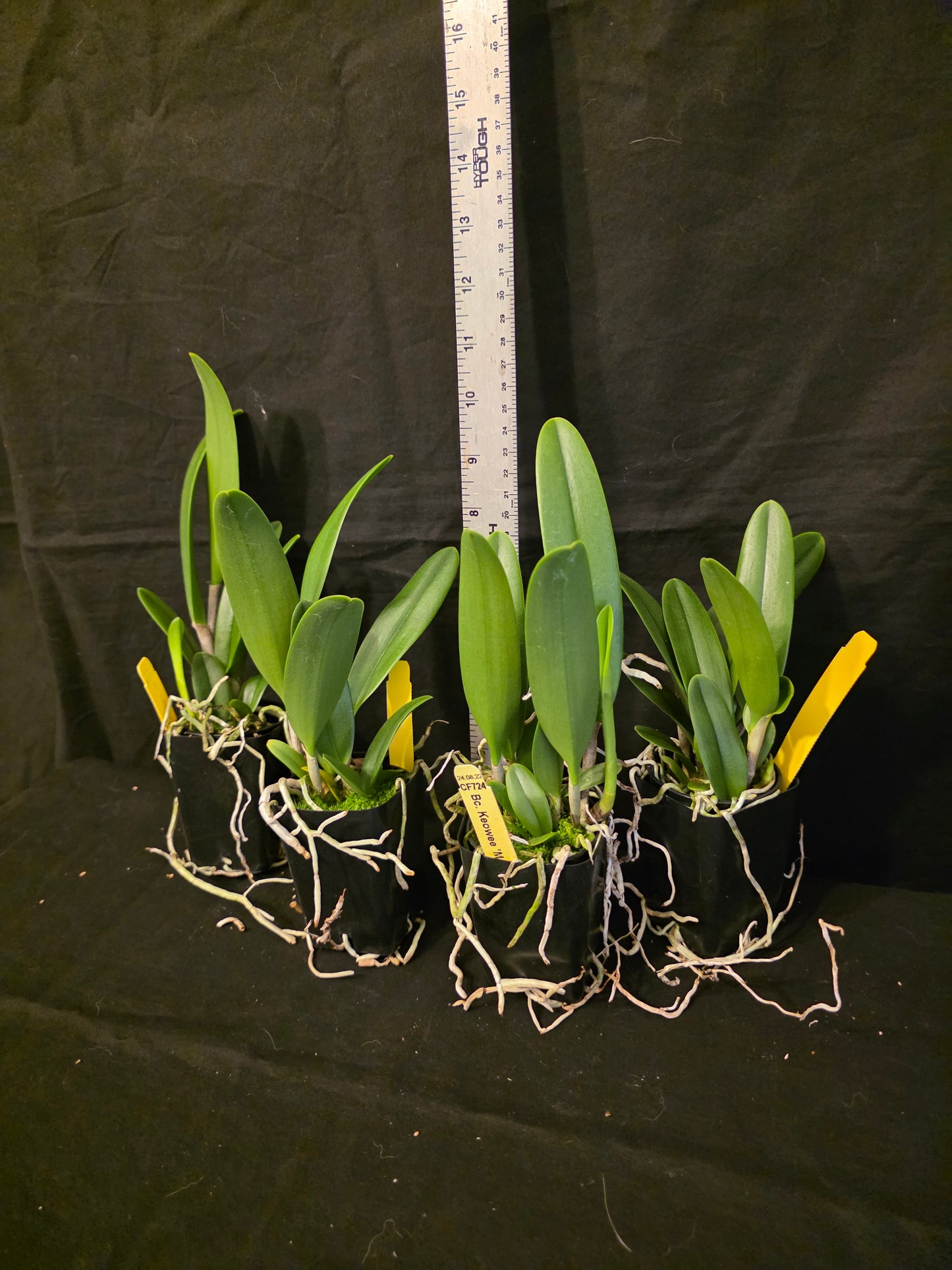 Rlc Keowee 'Mendenhall' AM/AOS (Cattleya Lorraine Shirai × Brassavola nodosa)