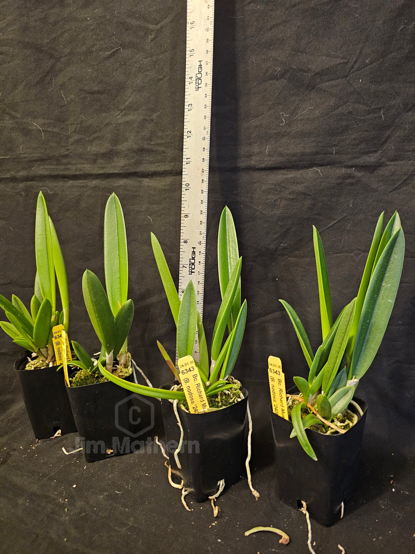 Bc Richard Mueller Brassavola nodosa x Cattleya milleri blooming size orchid hybrid. The King of Brassavola Hybrids