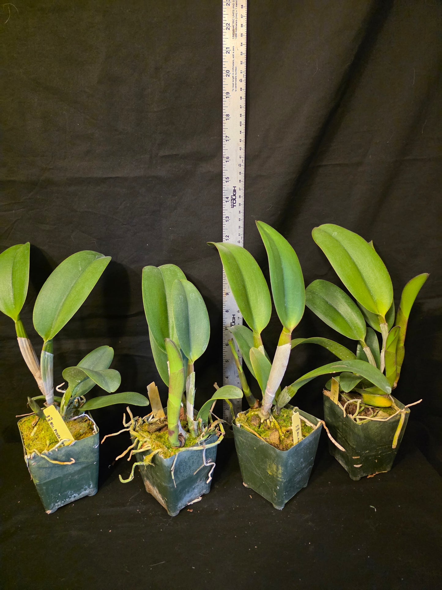 Rlc Prada Green Deluxe 'NN' near blooming size fragrant green cattleya clone.