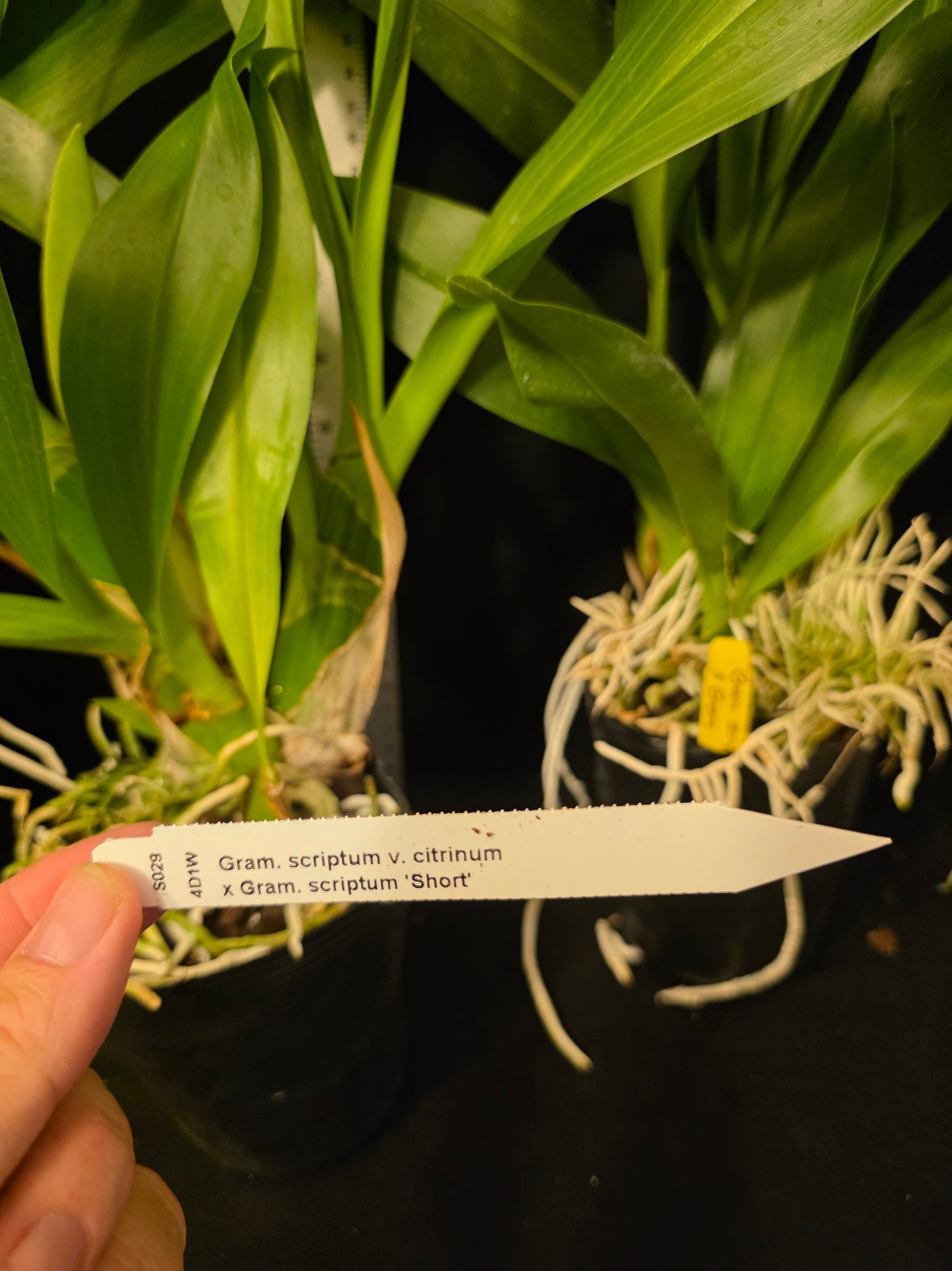 Gram scriptum v citrinum x compact. Blooming size Grammatophyllum orchid species