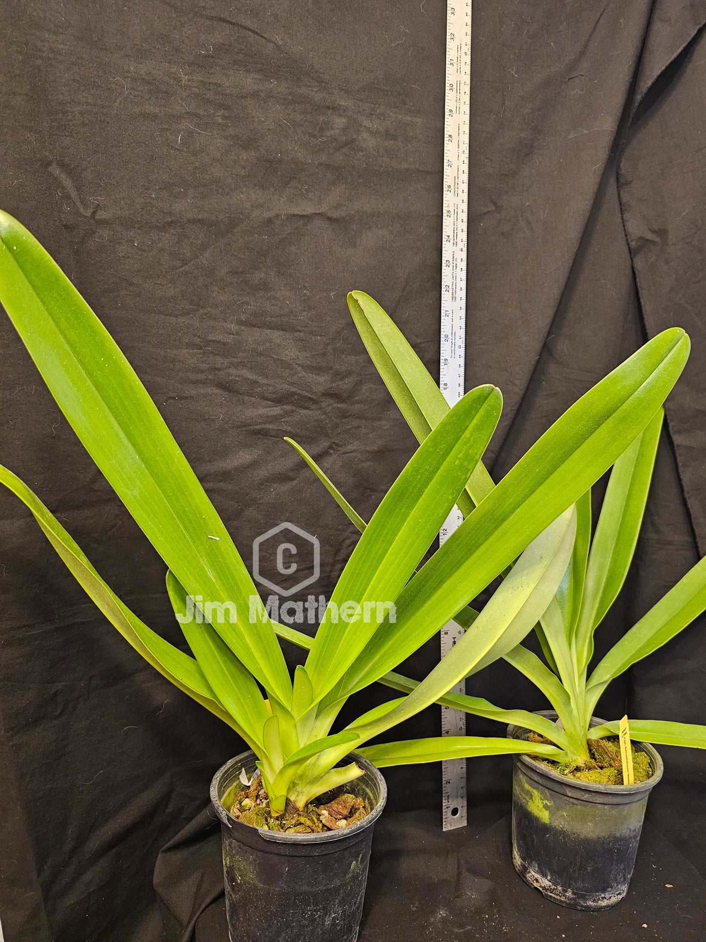 Paphiopedilum Lady Isabel (rothschildianum 'Dazzler' x 'Buff' x stonei '#1' x '2008')