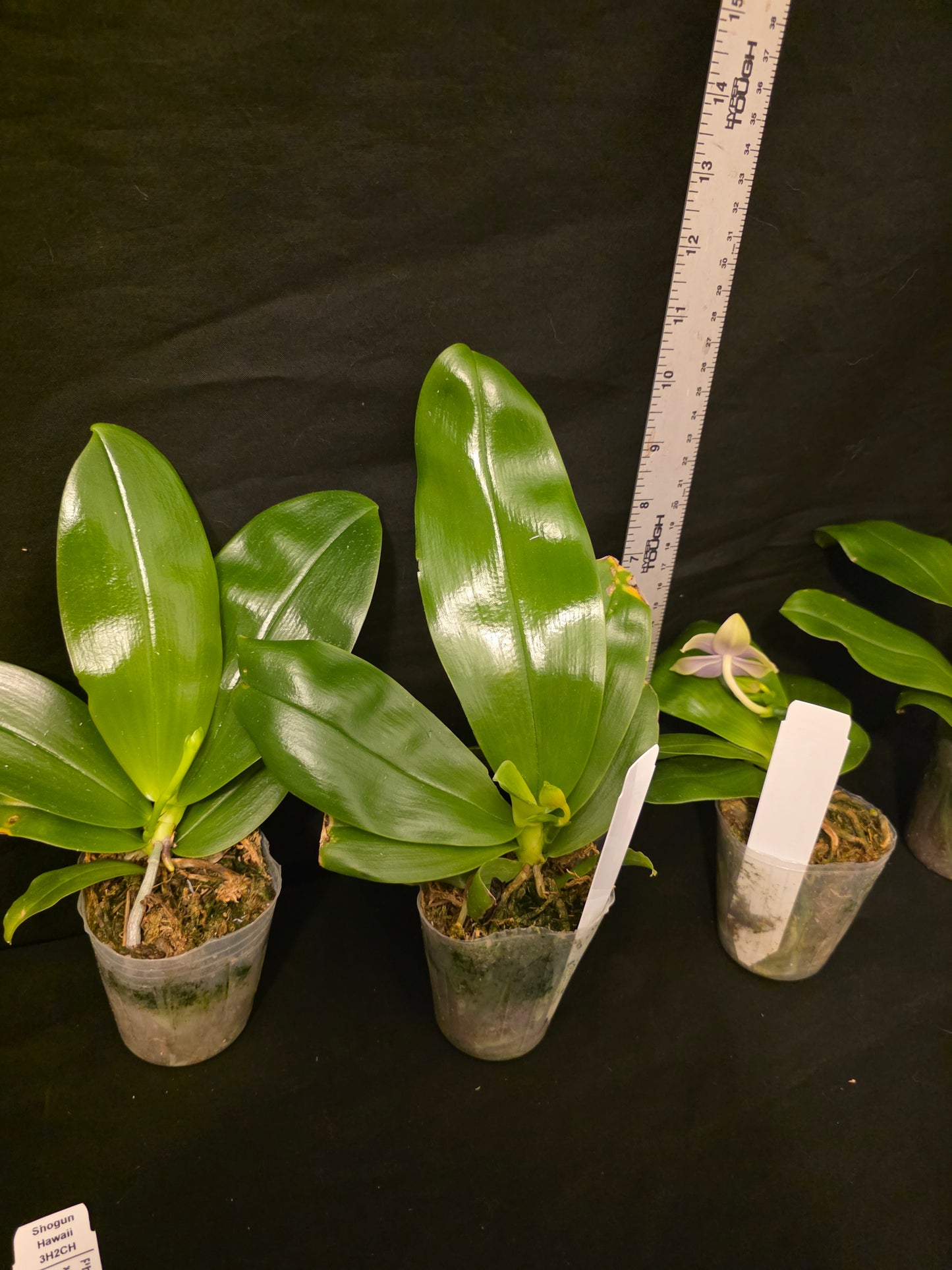 Phalaenopsis bellina var coerulea. Blooming size orchid species. Fragrant
