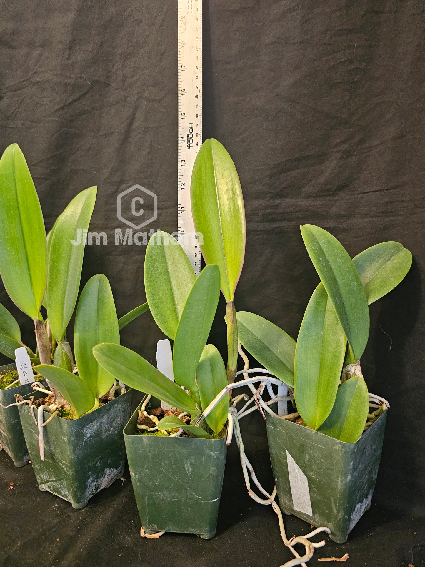 Rlc Haw Yuan Rose 'NN' near blooming size cattleya orchid clone. Large fragrant velvety blooms.