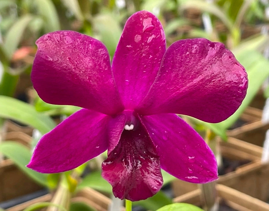 Dendrobium Chatuchuk 'Weekend Market' Blooming Size Dendrobium Orchid Clone