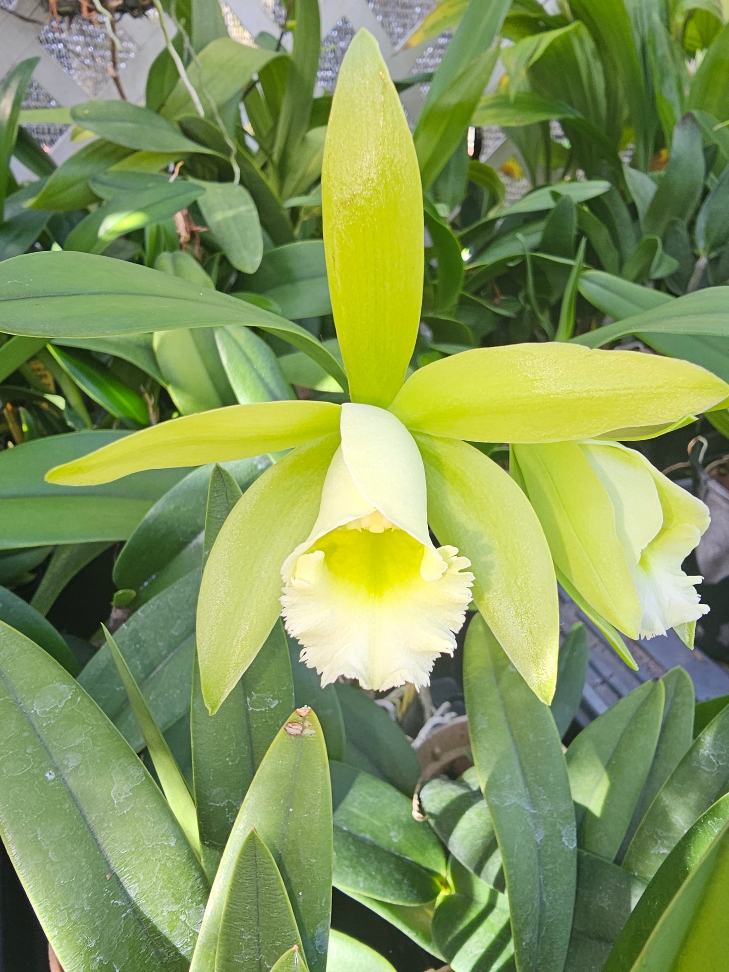 Cattleya forbesii x Rlc Jim Wallace