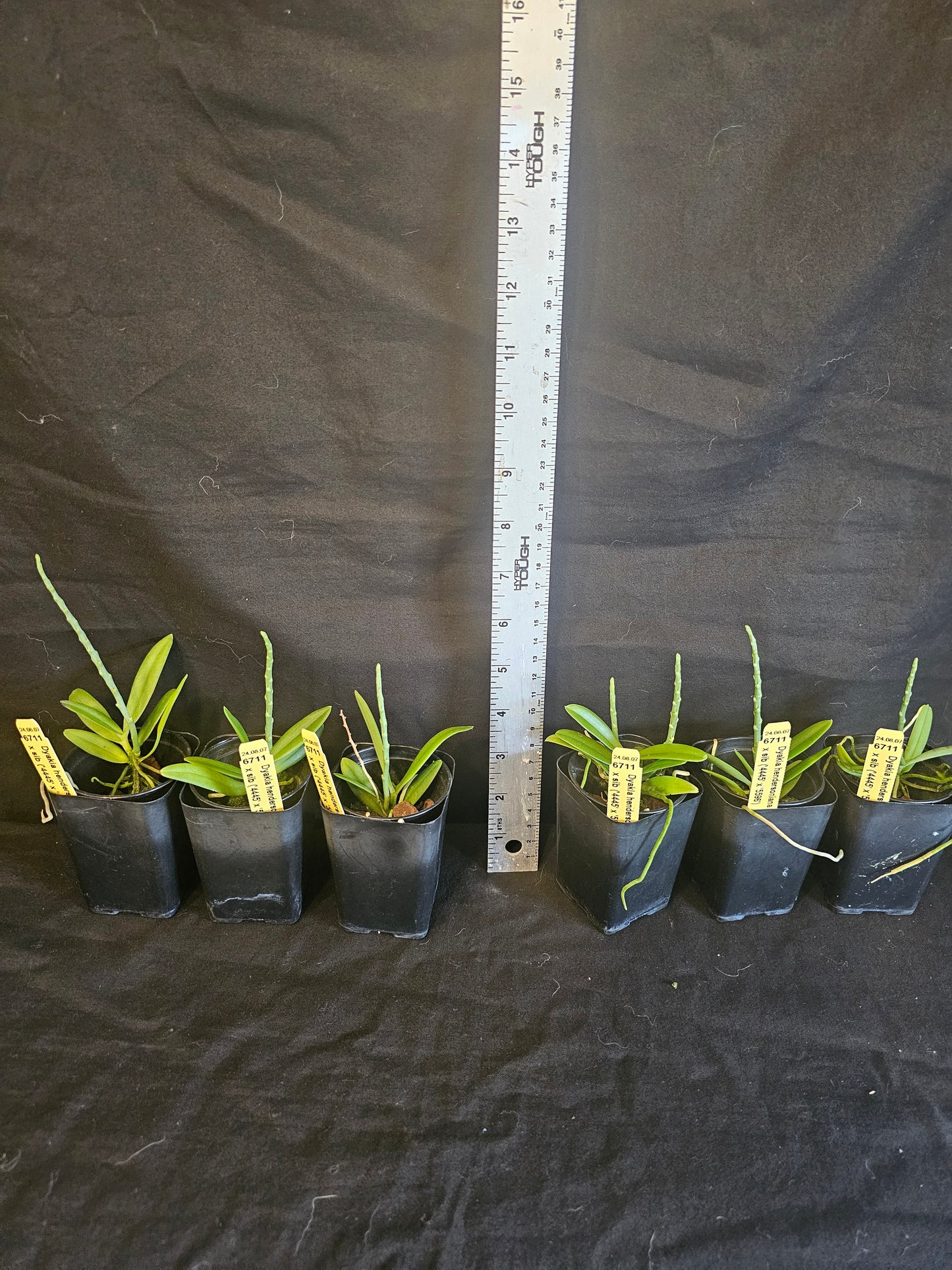 Dyakia hendersoniana Blooming size orchid species. Currently in spike.