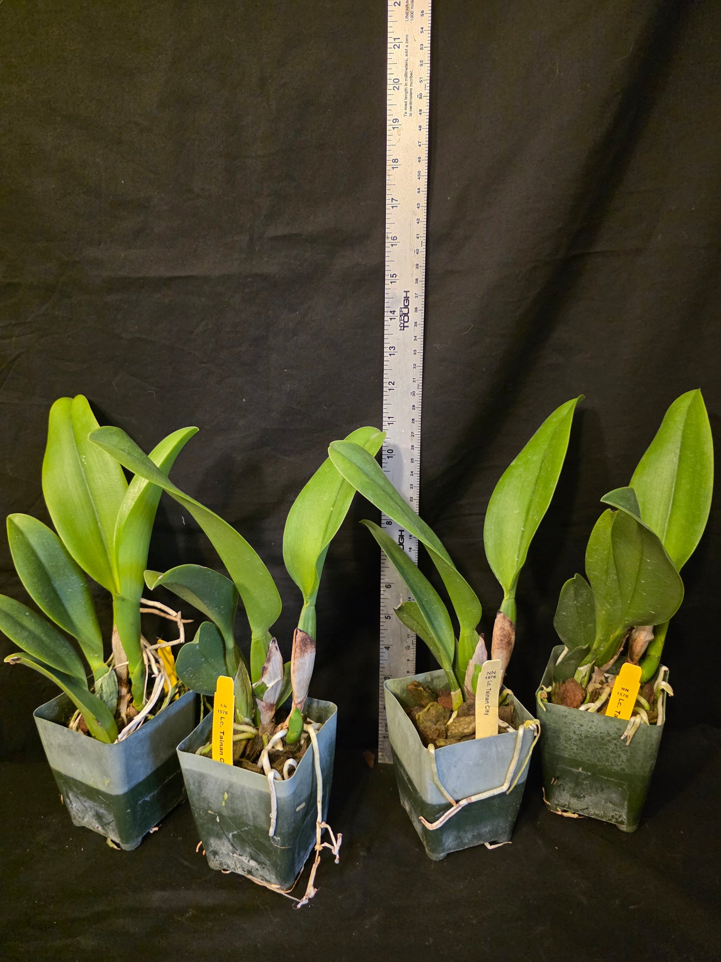 Lc Tainan City, near blooming size cattleya orchid hybrid. Large Fragrant blooms