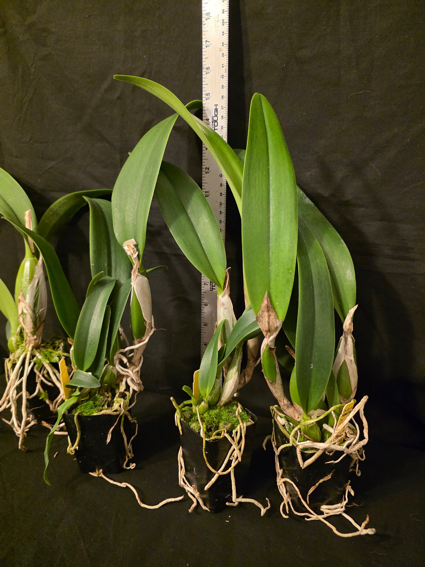 Lc Little Miss Wonderful. Blooming size cattleya orchid hybrid, seed grown plants. Amazing