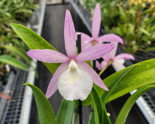 Bc Walter August (C.Summer Spot x B.nodosa) Blooming size Brassocattleya orchid hybrid.