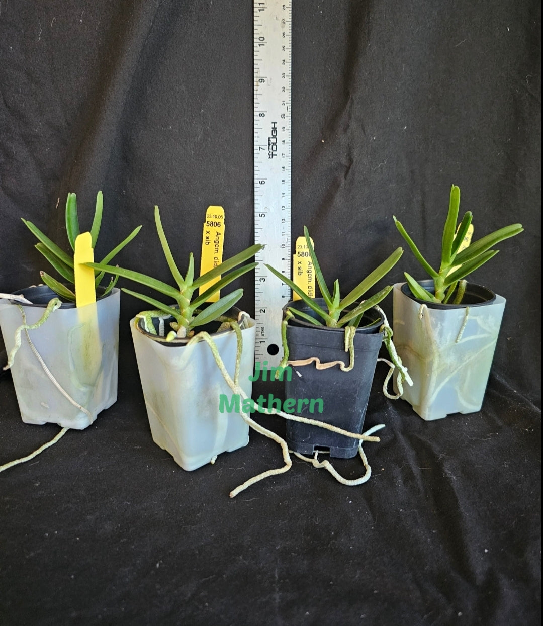 Angraecum didieri