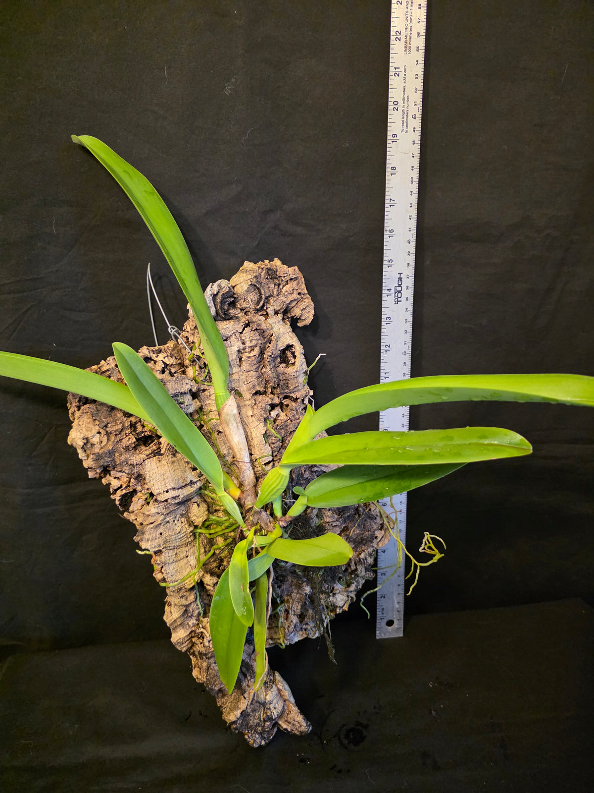 Cattleya dowiana Var Aurea 'Net Dream'  Blooming Size Cattleya Orchid Species mounted