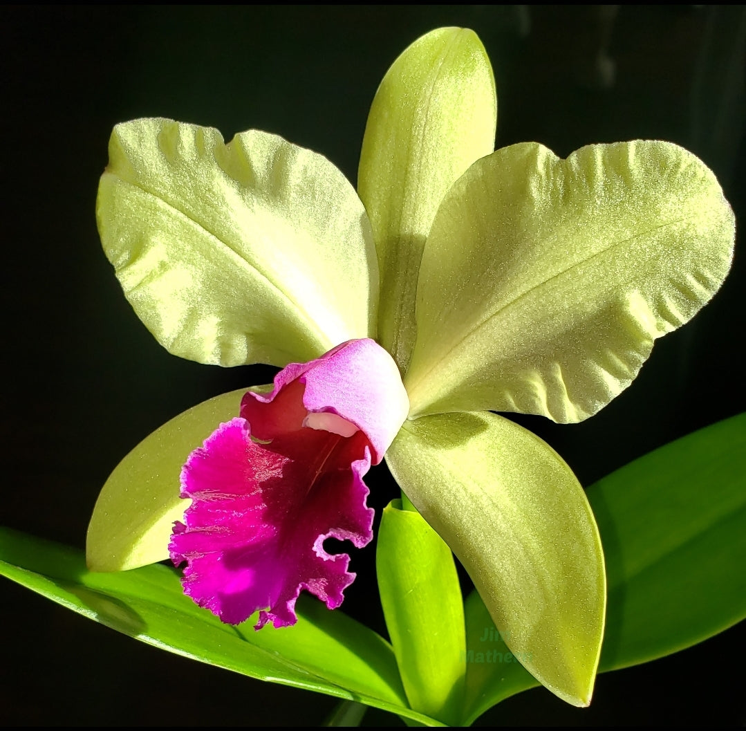 Rlc Yen Surprise 'Seiko' blooming size cattleya orchid clone. Fragrant beautiful blooms