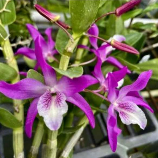 Dendrobium Rainbow Dance. Blooming size compact nobile dendrobium. Beautiful profuse blooming orchid hybrid