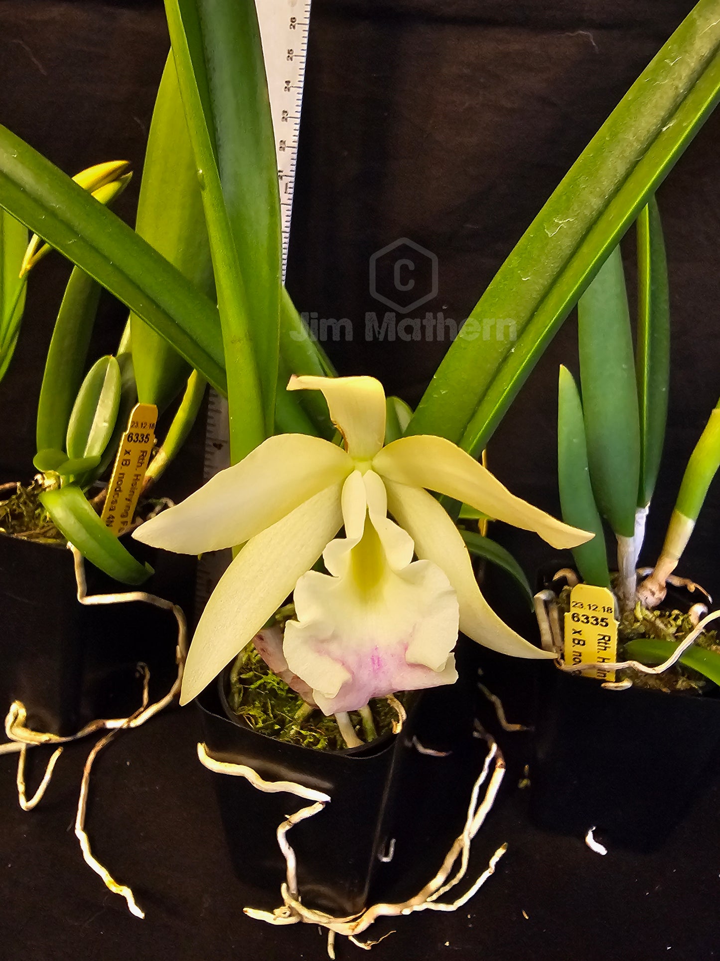 Rth Hsinying Fancy Gold x B.nodosa, blooming size seed grown orchid hybrid. Fragrant