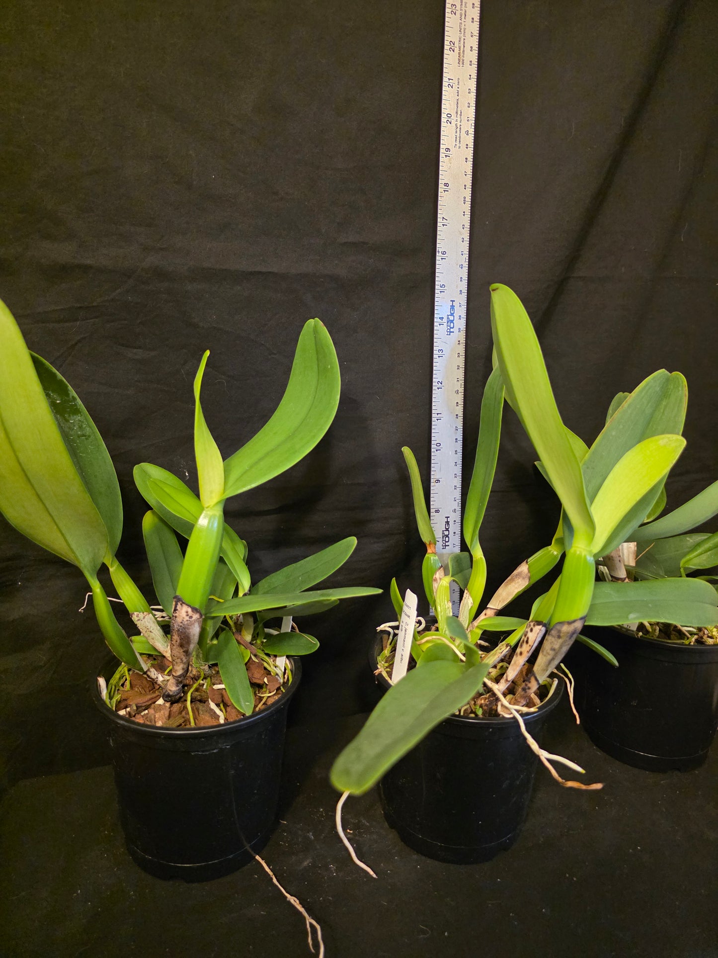 Cattleya jenmanii v alba x sib. Blooming size Cattleya orchid speices. Fragrant