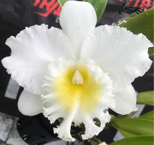 Rlc Mahina Yahiro 'White' Large Blooming Size Orchid clone.