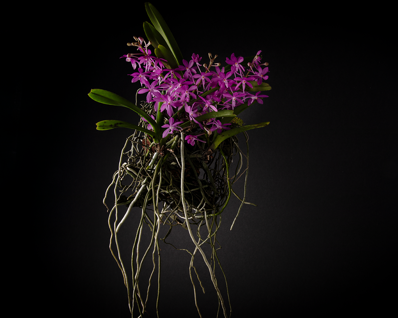 Ascofinetia Cherry Blossom 'Carmela' near blooming size miniature vanda clone, attractive pink blooms.