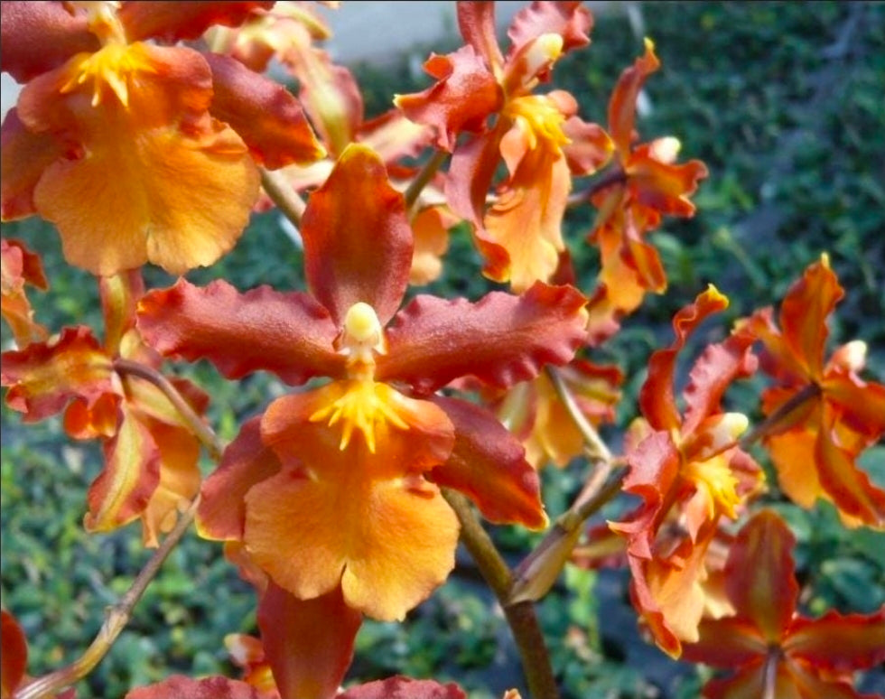 Oncidium Catante 'Los Robles' Blooming size oncidium orchid clone In Spike