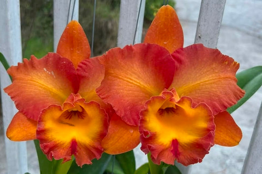 Rlc Shinaphat Cosmo 'Seven Sense' near blooming size cattleya orchid clones. Large fragrant blooms