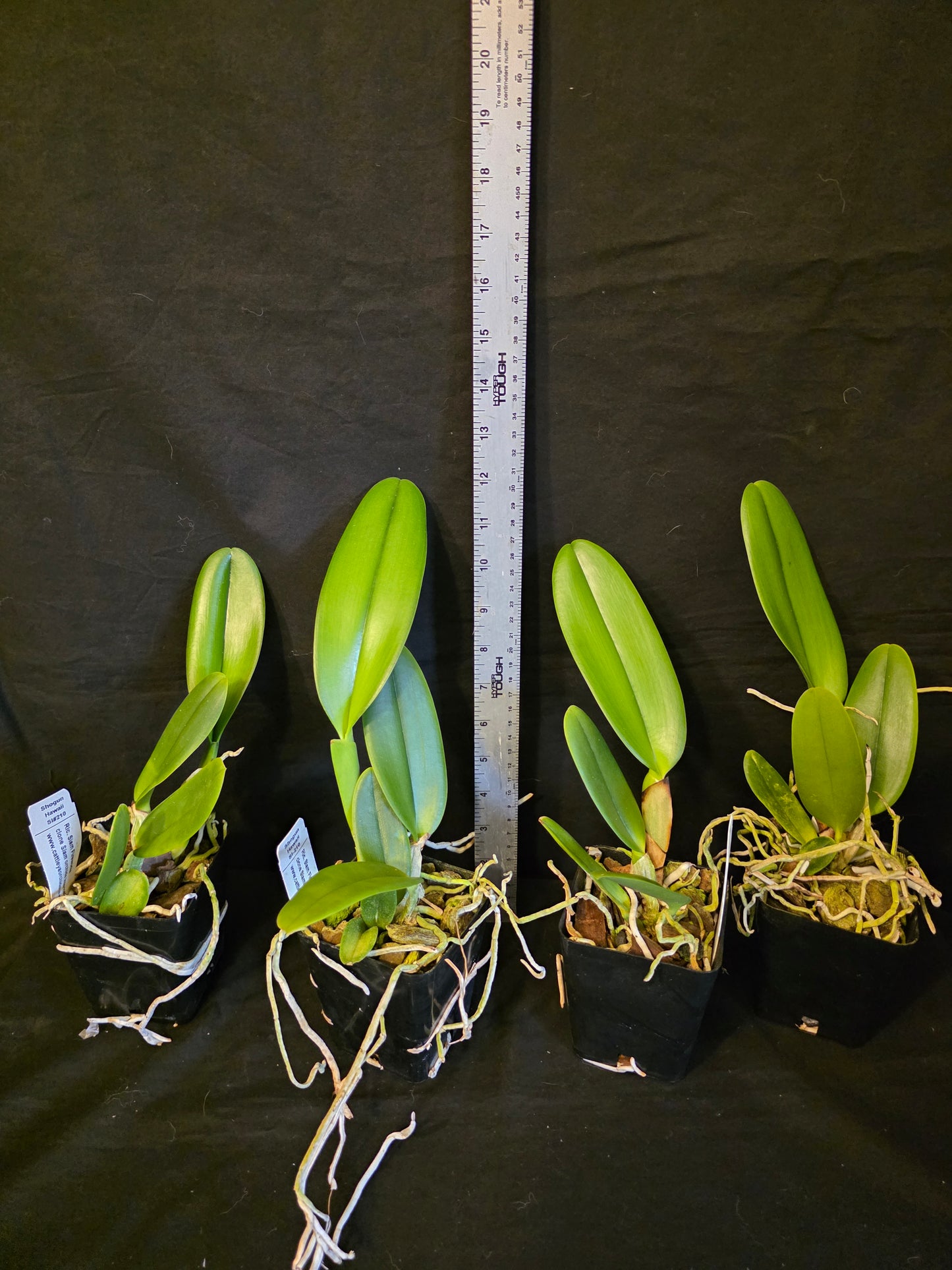 Rlc Siam Fireworks near blooming size cattleya orchod clone. Beautiful large unique fragrant blooms