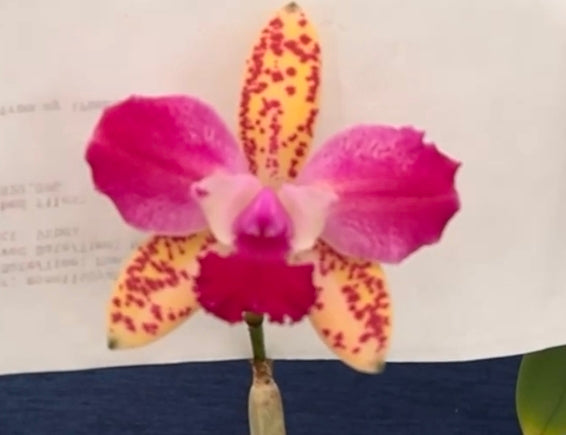 Cattleya Penny Kuroda x Slc Katherine Clarkson. Blooming size compact growing cattleya hybrid.