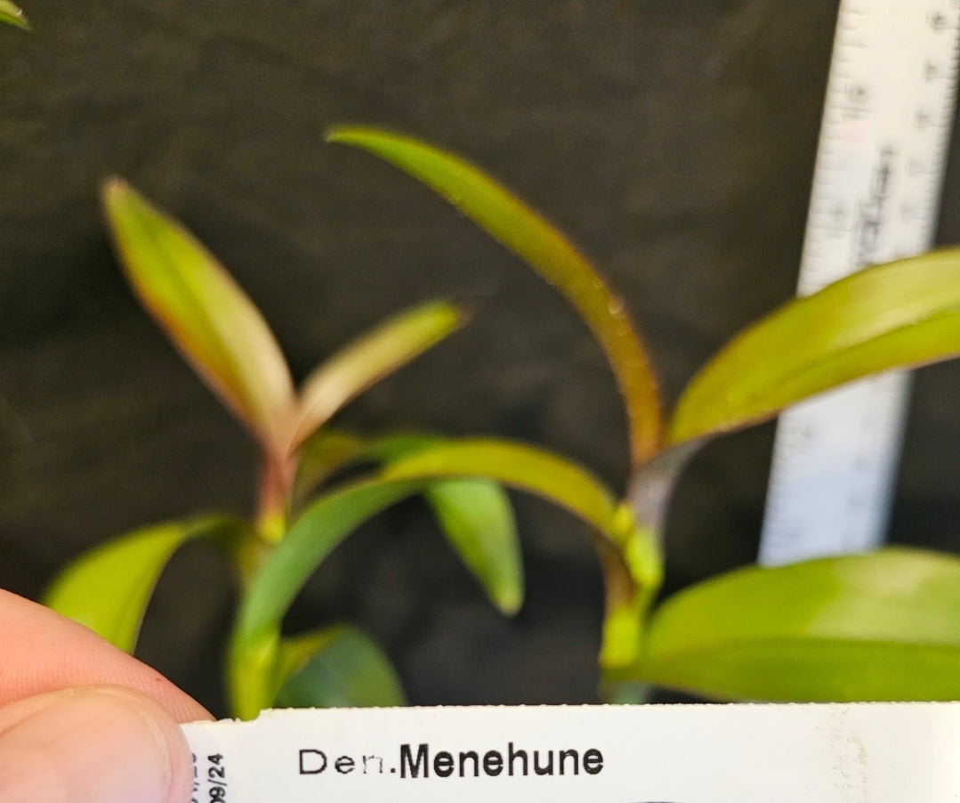 Dendrobium Menehune blooming size Antelope Dendrobium hybrid. Unique beautiful long lasting blooms. Profuse bloomer.