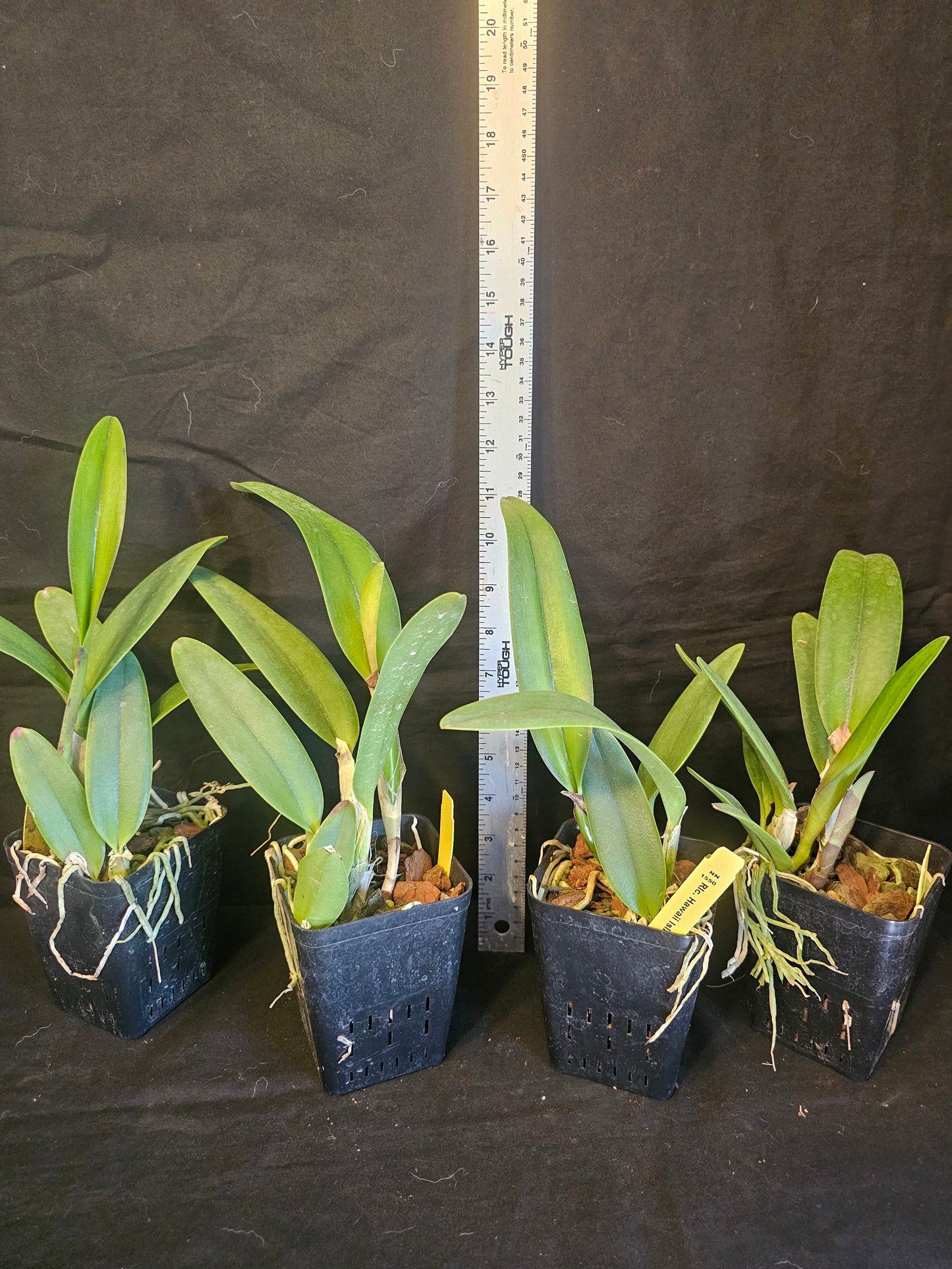 Rlc Hawaiian Island Treat '#14' blooming size cattleya orchid clone